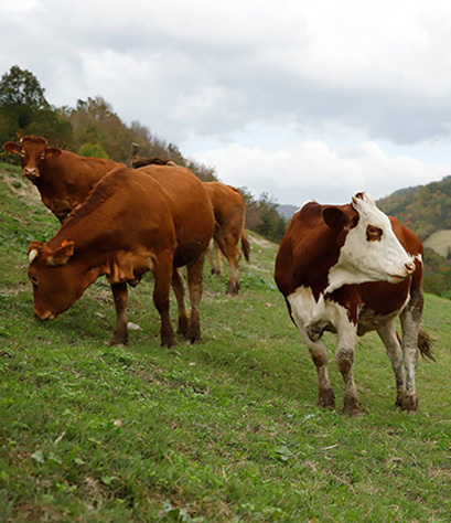 Martini Azienda Agricola Biologica
